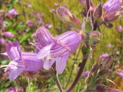 Penstemon rattanii