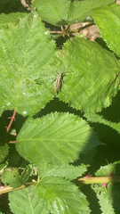 Chorthippus brunneus