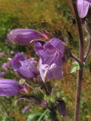 Penstemon rattanii