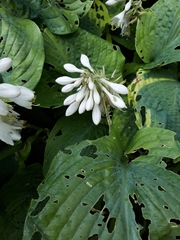 Hosta plantaginea