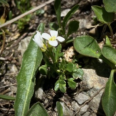 Cardamine bellidifolia