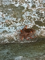 Pentatoma rufipes