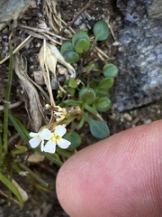 Cardamine bellidifolia