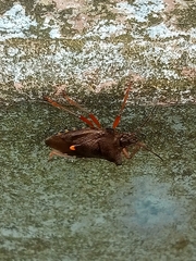 Pentatoma rufipes