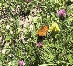 Argynnis adippe