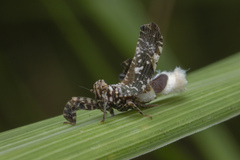 Elasmoscelis perforata