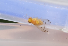 Homoneura occidentalis