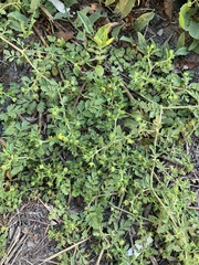 Potentilla supina