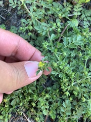 Potentilla supina