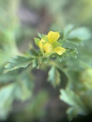 Potentilla supina