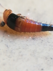 Tachyporus obtusus