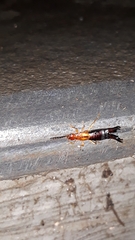 Forficula abbottabadiensis