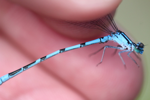 Marsh Bluet photo 4