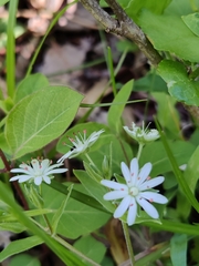 Stellaria pubera