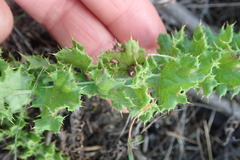 Berkheya carduoides