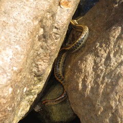 Thamnophis cyrtopsis cyrtopsis