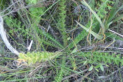 Berkheya carduoides