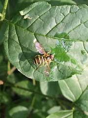 Xanthogramma flavipes