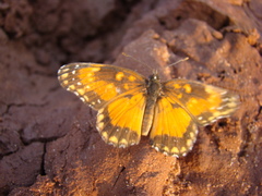 Chlosyne lacinia saundersi