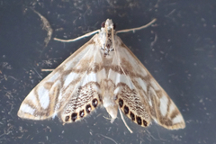 Neocataclysta magnificalis