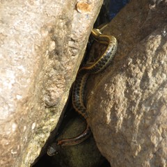 Thamnophis cyrtopsis cyrtopsis