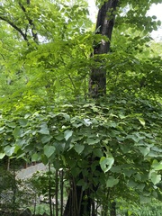 Tilia miqueliana