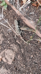 Tarentola mauritanica