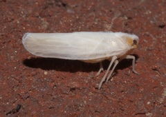 Neocenchrea heidemanni