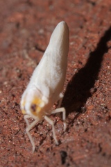 Neocenchrea heidemanni