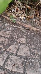 Tarentola mauritanica