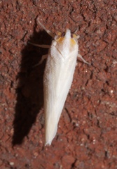 Neocenchrea heidemanni
