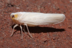 Neocenchrea heidemanni