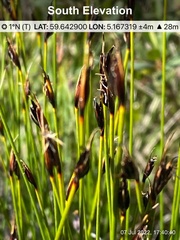 Schoenus ferrugineus