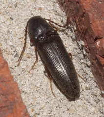 Megapenthes insignis