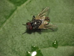 Musca domestica