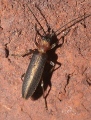 Oxycopis mimetica