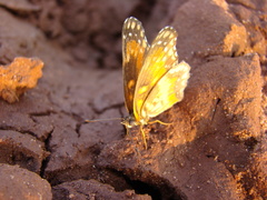 Chlosyne lacinia saundersi