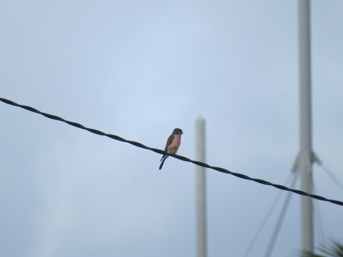 iNaturalist image
