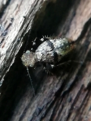 Pteroxanium kelloggi