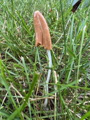 Conocybe deliquescens