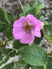 Rosa blanda glabra