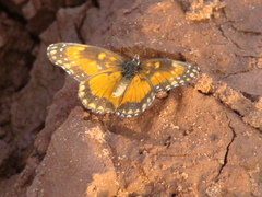 Chlosyne lacinia saundersi