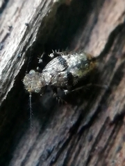 Pteroxanium kelloggi
