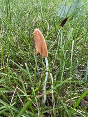 Conocybe deliquescens