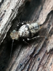 Pteroxanium kelloggi