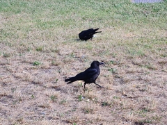 Corvus corone
