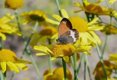 Coenonympha arcania