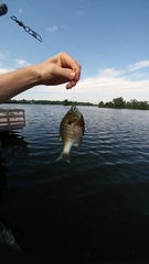 Lepomis macrochirus macrochirus