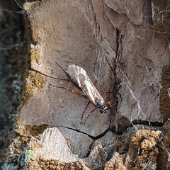 Ichneumonidae