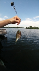 Lepomis macrochirus macrochirus